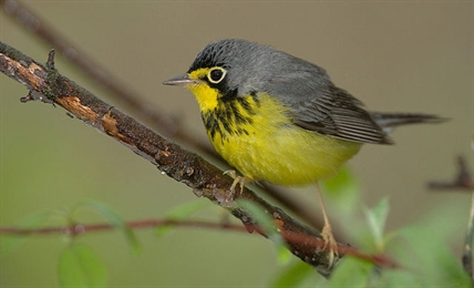'Quite alarming:' Report finds skies quieter by 1.5 billion fewer birds | iNFOnews.ca 'Quite alarming:' Report finds skies quieter by 1.5 billion fewer birds | iNFOnews.ca
