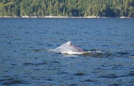 Complicated, dangerous rescue frees young humpback on B.C.'s central coast | iNFOnews.ca