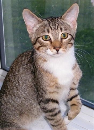 Kitten with Spiderman skills to have surgery after being thrown from car in B.C. | iNFOnews.ca