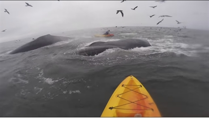 TRENDING NOW: Humpback whales interrupt kayaker | iNFOnews.ca