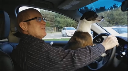 TRENDING NOW: Excited dog loves the park | iNFOnews.ca TRENDING NOW: Excited dog loves the park | iNFOnews.ca