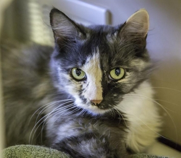 Looking for a forever home; Kelowna SPCA pet of the week | iNFOnews.ca Looking for a forever home; Kelowna SPCA pet of the week | iNFOnews.ca
