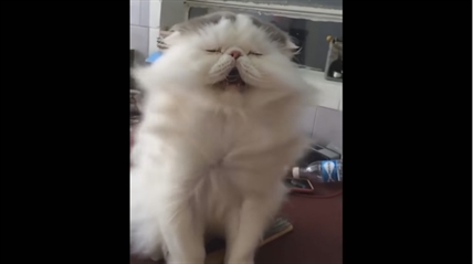 TRENDING NOW: Majestic cat in slow motion | iNFOnews.ca TRENDING NOW: Majestic cat in slow motion | iNFOnews.ca