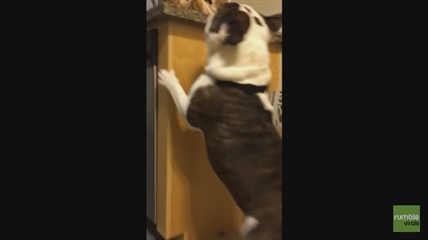 TRENDING NOW: Bulldog wants a new friend | iNFOnews.ca TRENDING NOW: Bulldog wants a new friend | iNFOnews.ca