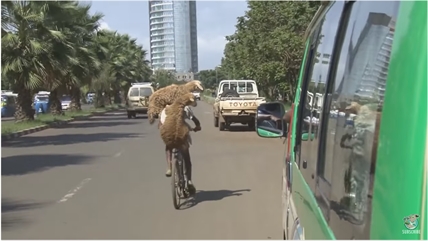 TRENDING NOW: Shepherd carries two sheep on his bike | iNFOnews.ca TRENDING NOW: Shepherd carries two sheep on his bike | iNFOnews.ca