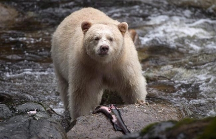 Royals to visit iconic, B.C., Yukon locales oozing with beauty, social values | iNFOnews.ca