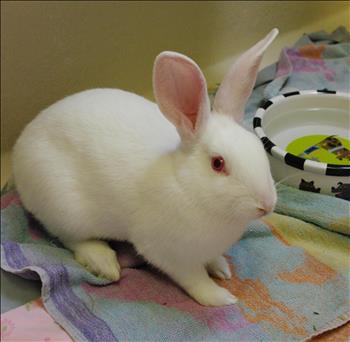Looking for a forever home; Kelowna SPCA pet of the week | iNFOnews.ca