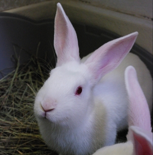 Looking for a forever home; Kelowna SPCA pet of the week | iNFOnews.ca