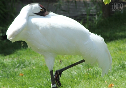 UN monitoring mission eyes Site C dam impact of Wood Buffalo National Park | iNFOnews.ca