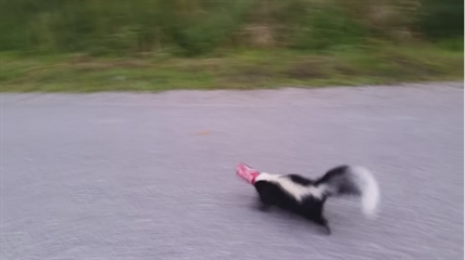 TRENDING NOW: Brave man saves skunk from pop can | iNFOnews.ca