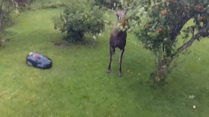 TRENDING NOW: Don't mess with a hungry moose | iNFOnews.ca