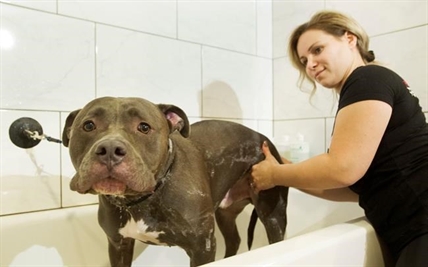 No more new pit bulls in Montreal after city council adopts bylaw | iNFOnews.ca No more new pit bulls in Montreal after city council adopts bylaw | iNFOnews.ca