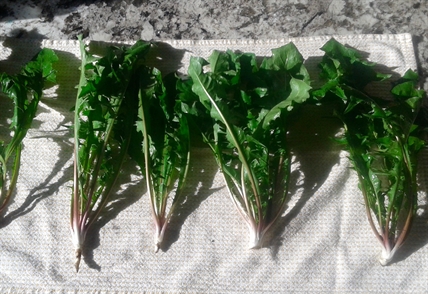 MORAN: How to eat weeds from the yard | iNFOnews.ca
