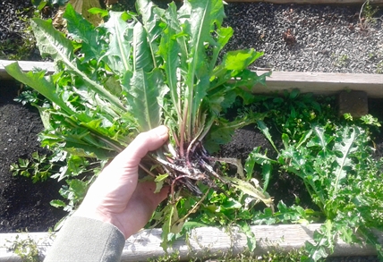 MORAN: How to eat weeds from the yard | iNFOnews.ca