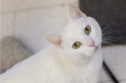 Looking for a forever home; Kelowna SPCA pet of the week | iNFOnews.ca
