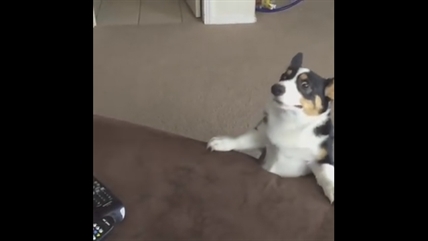 TRENDING NOW: This dog is everyone trying to get through the week | iNFOnews.ca