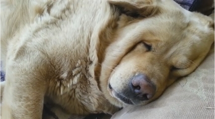 TRENDING NOW: Dog snores louder than some humans | iNFOnews.ca