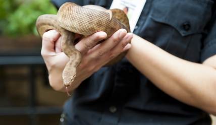 Humans' relationship with exotic pets fraught with perils, experts warn | iNFOnews.ca