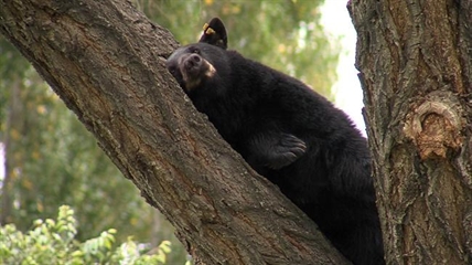 Trio of lazy bruins in Kamloops lounge in tree before returning to bush | iNFOnews.ca Trio of lazy bruins in Kamloops lounge in tree before returning to bush | iNFOnews.ca