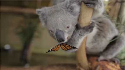 TRENDING NOW: Koala makes friends with butterfly | iNFOnews.ca