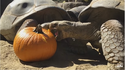 TRENDING NOW: Galapagos Tortoises love pumpkins | iNFOnews.ca TRENDING NOW: Galapagos Tortoises love pumpkins | iNFOnews.ca