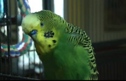 Disco the talking budgie doesn't expect the Spanish Inquisition | iNFOnews.ca Disco the talking budgie doesn't expect the Spanish Inquisition | iNFOnews.ca