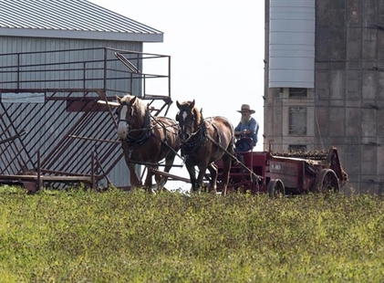 Former Ontario farmers creating Amish paradise on Prince Edward Island | iNFOnews.ca