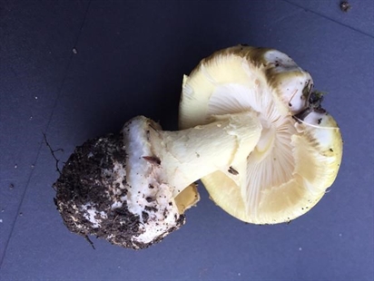 Doctor, family, issue warning about potentially deadly mushrooms around Victoria | iNFOnews.ca Doctor, family, issue warning about potentially deadly mushrooms around Victoria | iNFOnews.ca