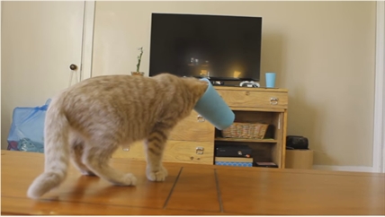 TRENDING NOW: Kitten learns about cups | iNFOnews.ca TRENDING NOW: Kitten learns about cups | iNFOnews.ca