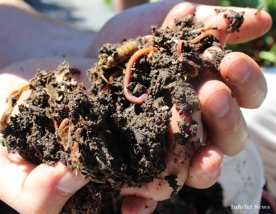 Wriggly worm workshop tonight at regional district office | iNFOnews.ca