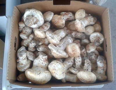 MORAN: It’s pine mushroom season in B.C. | iNFOnews.ca