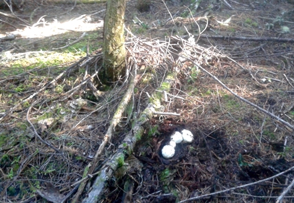 MORAN: It’s pine mushroom season in B.C. | iNFOnews.ca
