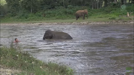 TRENDING NOW: Elephant to the rescue | iNFOnews.ca