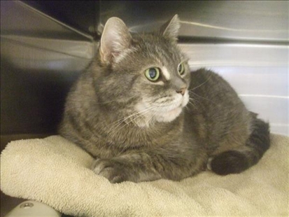 Looking for a forever home; Kelowna SPCA pet of the week | iNFOnews.ca Looking for a forever home; Kelowna SPCA pet of the week | iNFOnews.ca