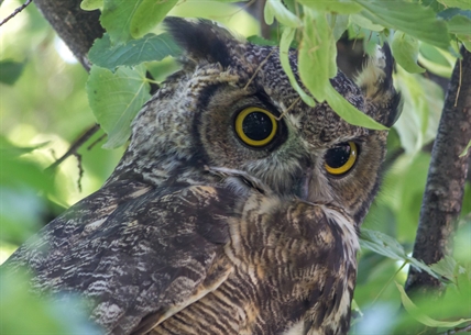 UBC Okanagan researcher worries global warming may harm predator and prey connections | iNFOnews.ca UBC Okanagan researcher worries global warming may harm predator and prey connections | iNFOnews.ca
