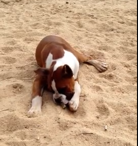 Boxing with lime | iNFOnews.ca