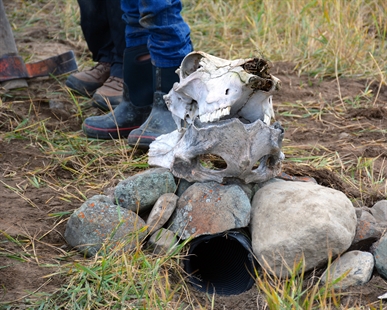 iNPHOTOS: Humans dig a housing development for owls near Kamloops | iNFOnews.ca