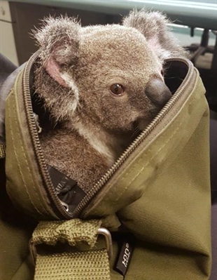 Aussie police search of woman yields a baby koala | iNFOnews.ca Aussie police search of woman yields a baby koala | iNFOnews.ca