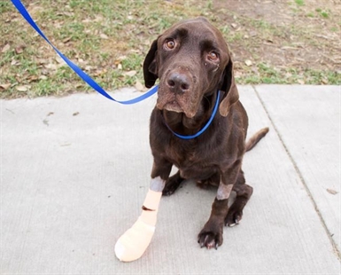 Bruno bounces back: Dog stuck in well for 27 days going home after treatment | iNFOnews.ca