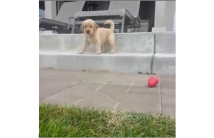 TRENDING NOW: Puppy can't figure out stairs | iNFOnews.ca TRENDING NOW: Puppy can't figure out stairs | iNFOnews.ca