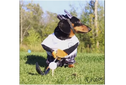 TRENDING NOW: Two Dachsunds go golfing | iNFOnews.ca TRENDING NOW: Two Dachsunds go golfing | iNFOnews.ca