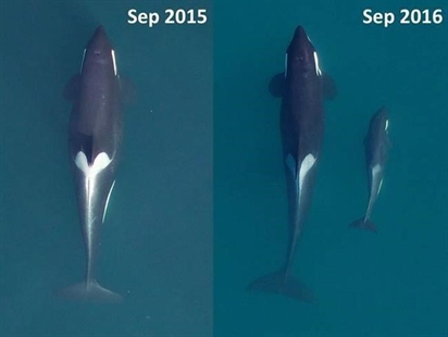 Researchers worried killer whale population will flatline with female deaths | iNFOnews.ca