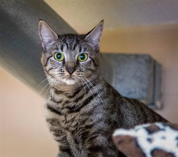 Looking for a forever home; Kelowna SPCA pet of the week | iNFOnews.ca