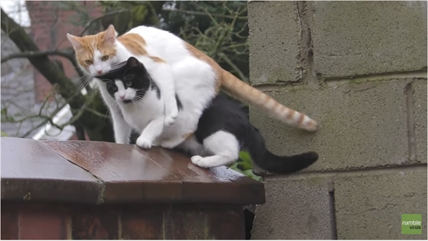 TRENDING NOW: Cats jump and land on each other | iNFOnews.ca TRENDING NOW: Cats jump and land on each other | iNFOnews.ca