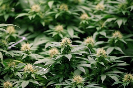 Canada needs pot-impaired driver education before legalizing, says CAA | iNFOnews.ca Canada needs pot-impaired driver education before legalizing, says CAA | iNFOnews.ca
