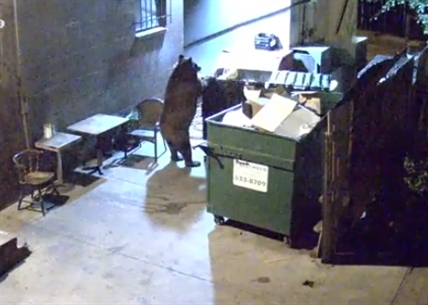 Bear steals dumpster | iNFOnews.ca Bear steals dumpster | iNFOnews.ca