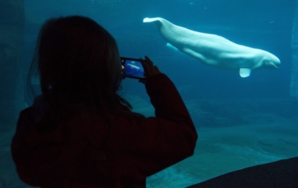 Ailing Vancouver Aquarium beluga stumps vets following death of another whale | iNFOnews.ca Ailing Vancouver Aquarium beluga stumps vets following death of another whale | iNFOnews.ca