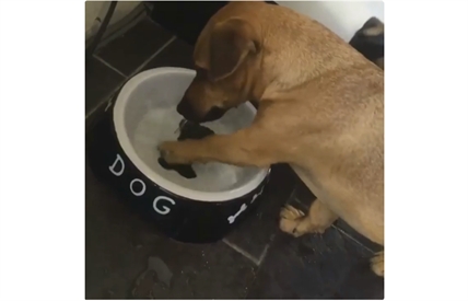 TRENDING NOW: Being a dog is hard | iNFOnews.ca