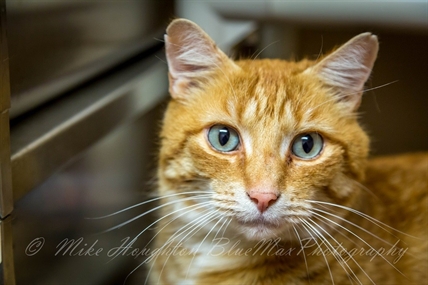 Looking for a forever home; Kelowna SPCA pet of the week | iNFOnews.ca