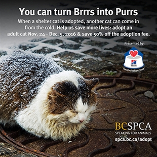 BCSPCA wants you to turn brrrs into purrs this season | iNFOnews.ca BCSPCA wants you to turn brrrs into purrs this season | iNFOnews.ca